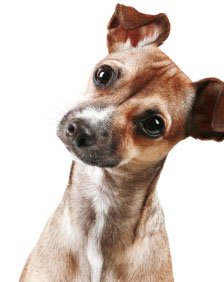 confused_pup