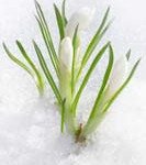 Make Your Marketing Program Blossom in 2012